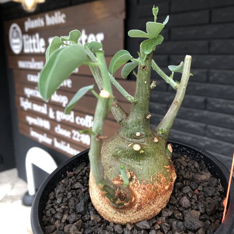 adenia spinosa《M size》球体可愛すぎる一株※現地球発根後店主国内管理3年株※まん丸低重心樹形に肌カラーが可愛すぎて堪らない※mad black pot植え