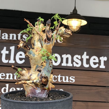 commiphora  holtziana《LL size》驚愕‼︎極太株※現地球発根後店主国内管理3年株※灌木が故の渋さ佇まいが堪らない渾身の極太wild株※mad black bowl pot植え