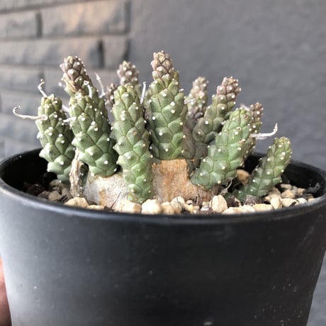 euphorbia    gamkaensis