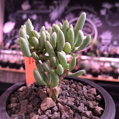 othonna clavifolia《S size》※ぷっくり多肉質の葉を展開する冬型の人気者‼︎オススメ株※mad black pot植え