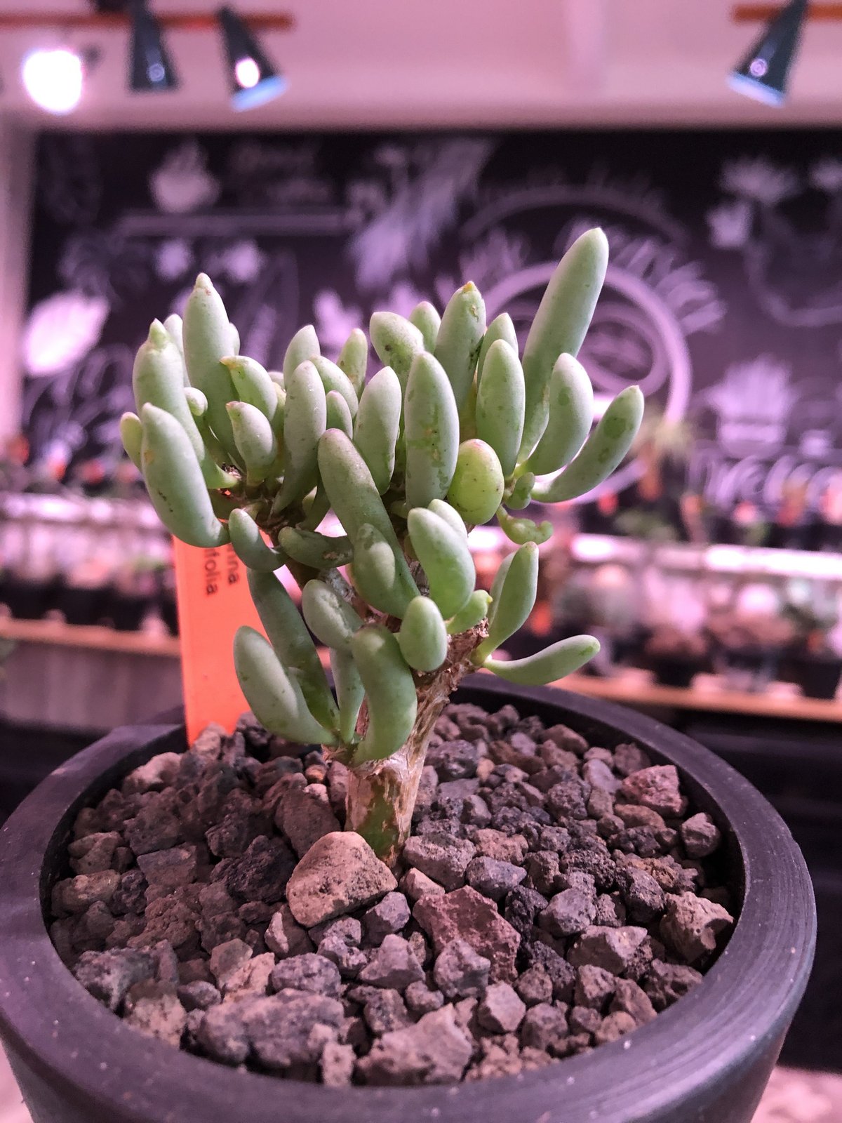 現品限り】オトンナ・クラビフォリア【R16】 Othonna clavifolia【植物 