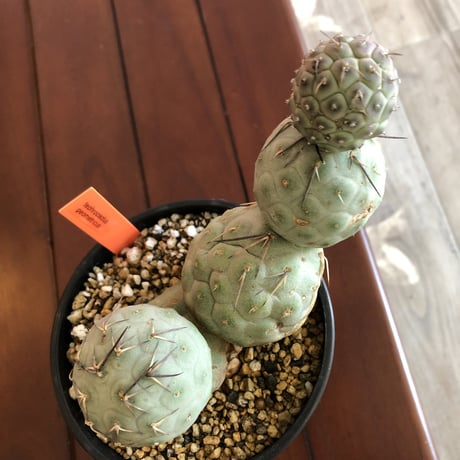 tephrocactus   geometricus《L  size》