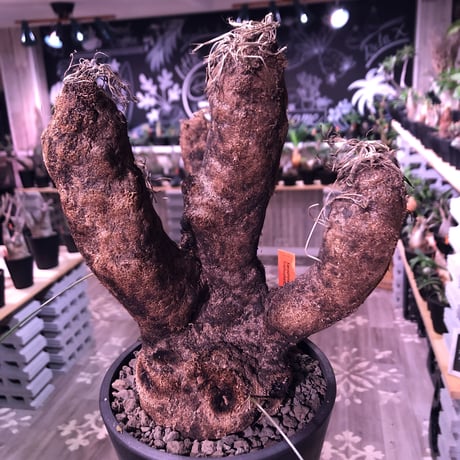xerophyta  trichophylla《L L size》※現地球発根済株‼︎※驚愕最強靭株‼︎今回は極太キセロ‼︎※限定３株※mad black pot植え