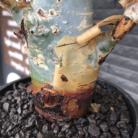 commiphora  holtziana《L size》※現地球発根後店主国内管理2年株※良き佇まいに味深表皮が堪らない※mad black bowl pot植え