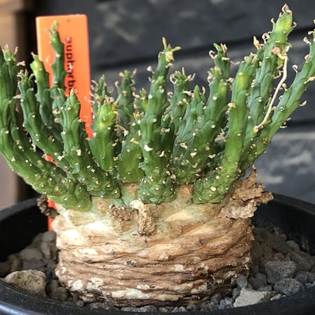 ✴️10/16まで期間限定✴️★◉早い者勝ち◉★【大株】ユーフォルビアゴルゴニス実生 楽天市場】PLANCHU 多肉植物 ユーフォルビア ゴルゴニス 3.5号