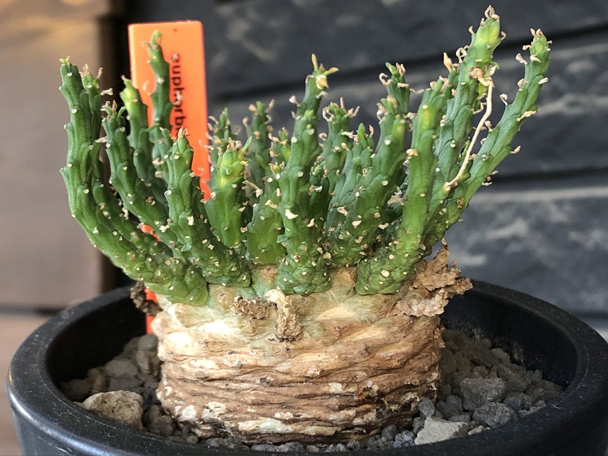 euphorbia gorgonis《L size》※現地球発根後店主国内管理3年株※人気🐙タ