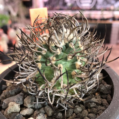 turbinicarpus  昇竜丸