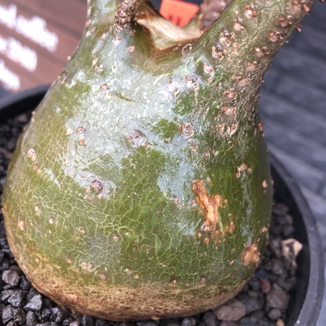 pachypodium gracilius《小さめL size》希少green肌&球体樹形※現地球発根後店主国内管理3年株※まん丸な樹形&極balance株※mad black bowl pot植え
