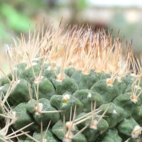 strombocactus 白棘菊水 4分頭《Lsize》※littmon seed株※現地球株と比べ生育は早く例年開花も楽しめる美樹形な一株‼︎※black bowl pot植え