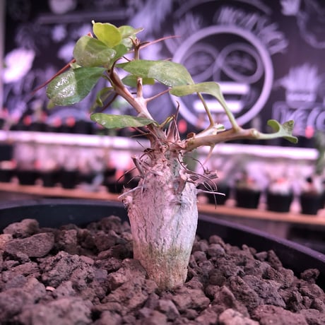 fouquieria columnaris 観峰玉《S size》※現地球発根済株※美しい白肌に小振りでもぼってり樹形な冬の人気者※mad black pot植え