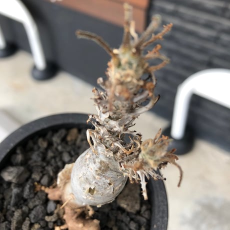 sesamothamnus rivae《小さめM size》※現地球株発根済※小振り現地球株は逆に珍しく白く美しくも味深き表皮のメクれが堪らなく枝振りも良き一株※black pot植え