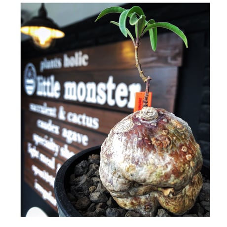 ラフィオナクメ | STORES