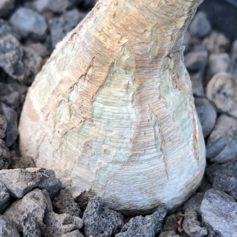 euphorbia ramena《M size》※現地球株発根済※ぽっこり丸み強き株元