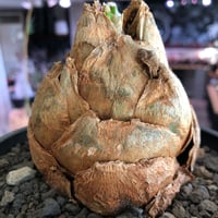 urginea epigea《L size》※現地球株発根済※丸み強くとびきり整ったぼってり樹形の大株‼︎開花時もゴージャスで魅力的なエピゲア※black bowl pot植え