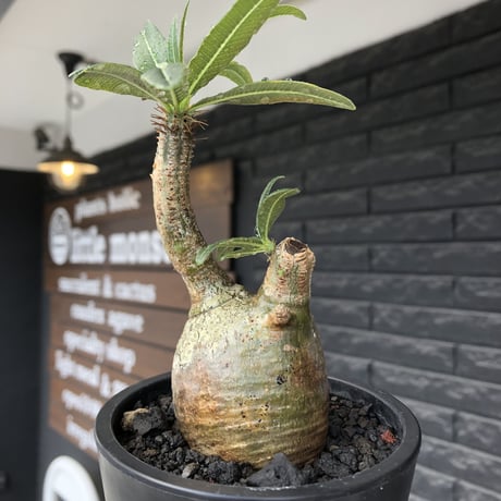 pachypodium gracilius《S size》極green肌&ぼってり樹形※現地球発根後店主国内管理2年株※丸み強く絶妙な捻くれ枝振りも愛くるしい一株※mad black pot植え