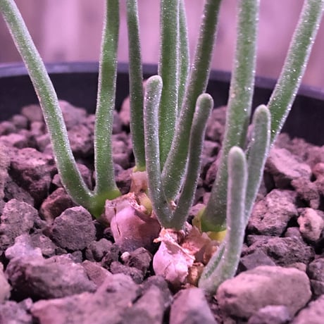 monilaria   pisiformis《SS  size》※現地球発根済株※モニラリア属　（最上位激希少種）※冬型caudex‼︎   ※mad black bowl pot植え