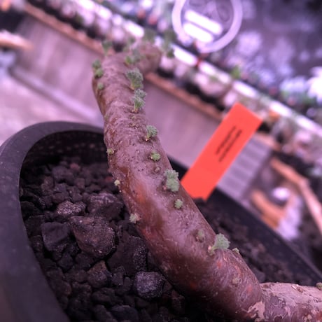 sarcocaulon   multifidum《L size》※ピンクの花も葉も可愛い人気者  ※mad  black  pot植え