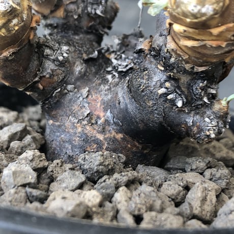 othonna  euphorbioides《M size》※現地球発根後店主国内管理3年株※compactに纏まり良き低重心weight低き選抜株‼︎※mad black pot植え