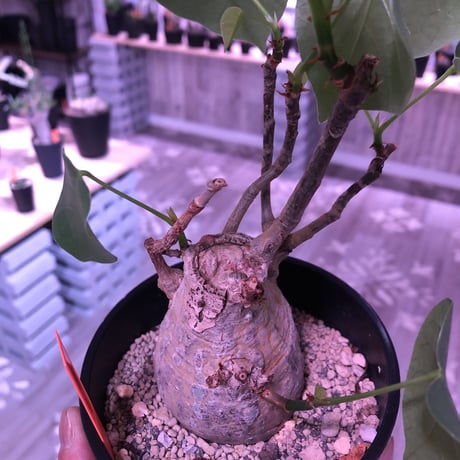 pseudbombax   ellipticum《M size》