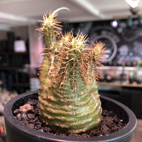 pachypodium gracilius《大きめS size》希少‼︎green肌※現地球発根済株※店主国内管理2年株※ボコボコ立体樹形でwild感強きgreen肌※mad black pot植え