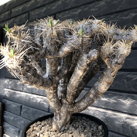 euphorbia  guillauminiana《大きめL size》※現地球発根後店主国内管理3年株※太めな幹に躍動する枝振りbalanceも堪らない良樹形※mad black pot植え