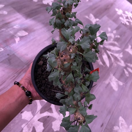 sarcocaulon   crassicaule《M  size》※冬型caudex‼︎  ※mad  black  pot植え　刺間が粗めなシンメトリーな balance株‼︎　店主管理３年株