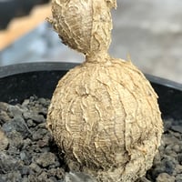 euphorbia cremersii《L size》※現地球株発根済※ぽっこりとまん丸塊根&葉の淵には赤みを持ちギザギザ葉の可愛いCITES1希少種※black pot植え