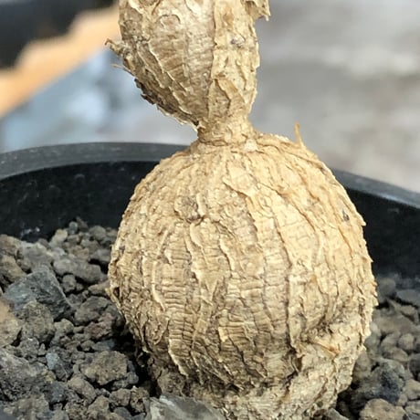 euphorbia cremersii《L size》※現地球株発根済※ぽっこりとまん丸塊根&葉の淵には赤みを持ちギザギザ葉の可愛いCITES1希少種※black pot植え