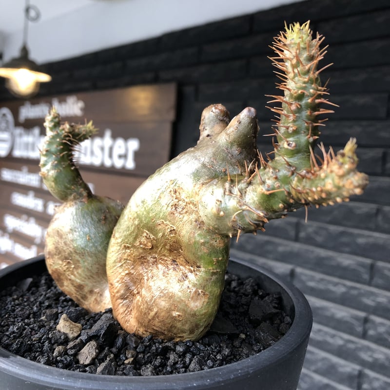 Pachypodium gracilis - 現地球　発根済み Pachypodium gracilis - 現地球 発根済み 【公式通販】