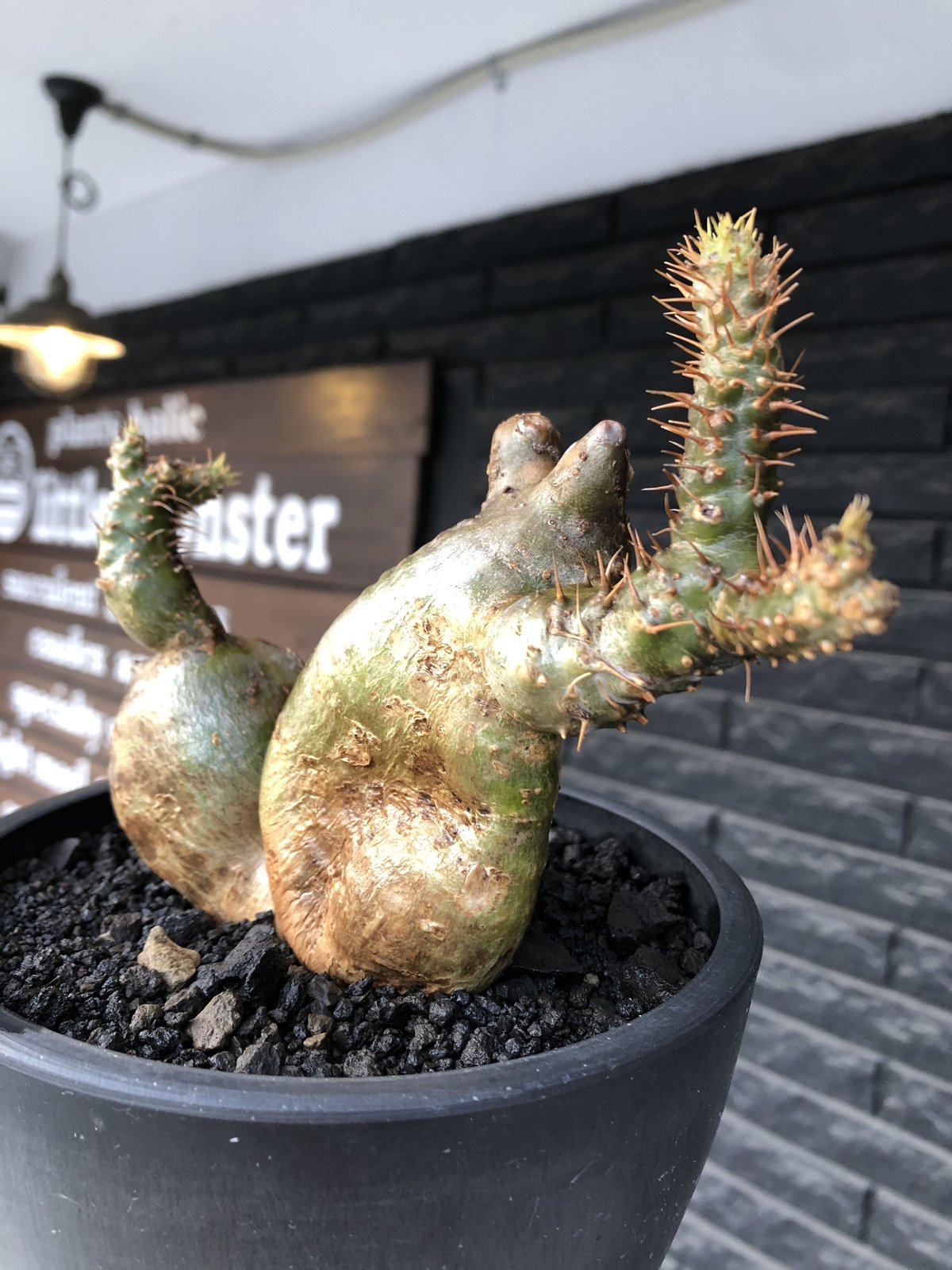 pachypodium gracilius《小さめL size》希少‼︎極green＆現地焼け