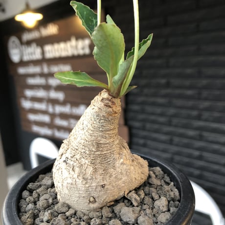 euphorbia  fishbone《 大きめM size》※現地球株発根済※激希少‼︎流通少なきフィッシュボーン※mad black pot植え