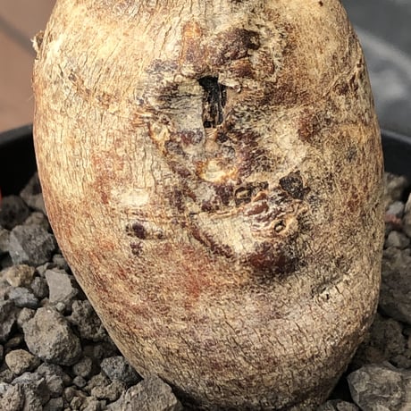 euphorbia subapoda《LL size》※現地球株発根済※中々見かけないほどbig株＆個体差としてのカラーも◎※black bowl pot植え