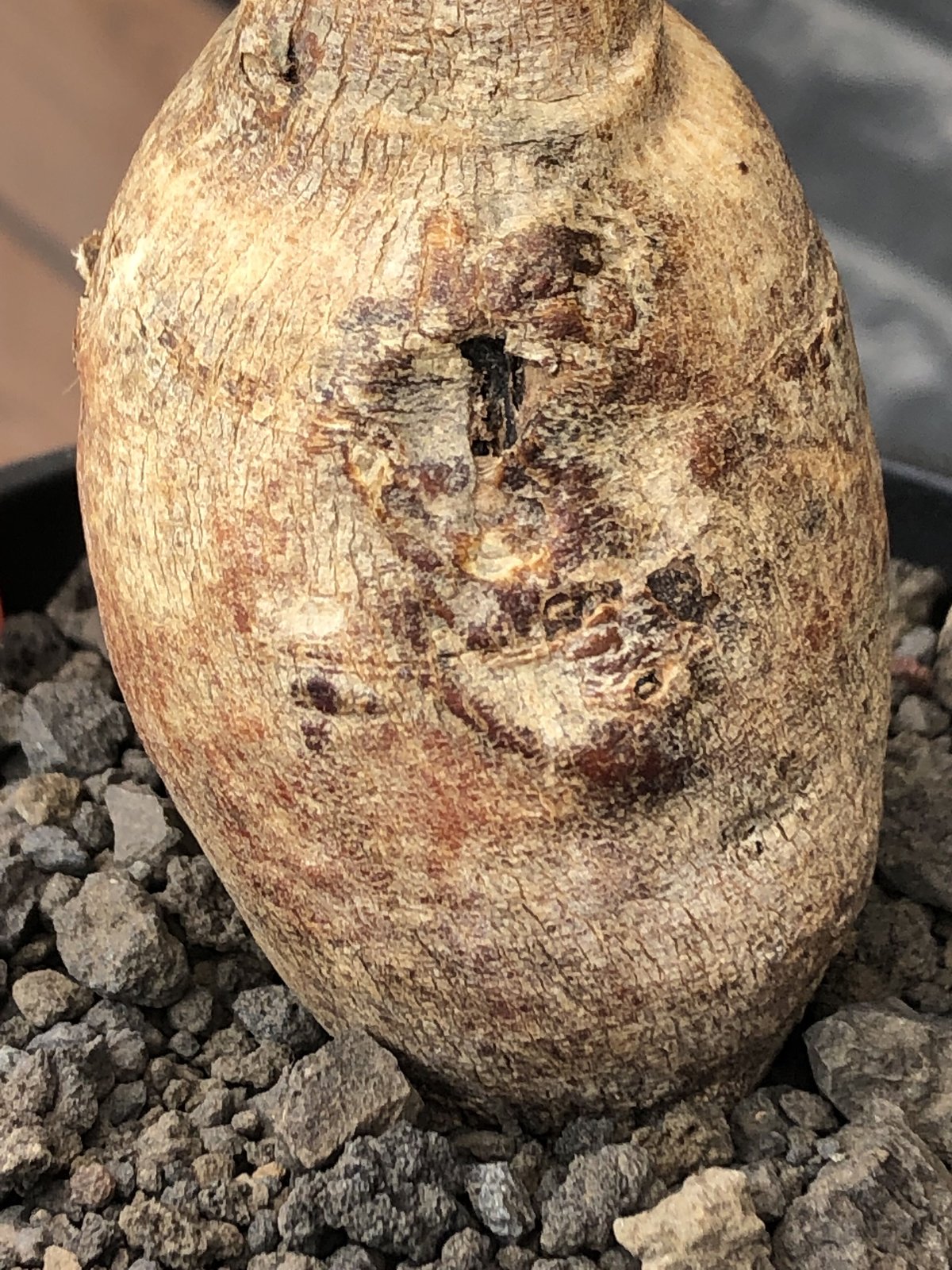 euphorbia subapoda《LL size》※現地球株発根済※中々見かけないほどbi