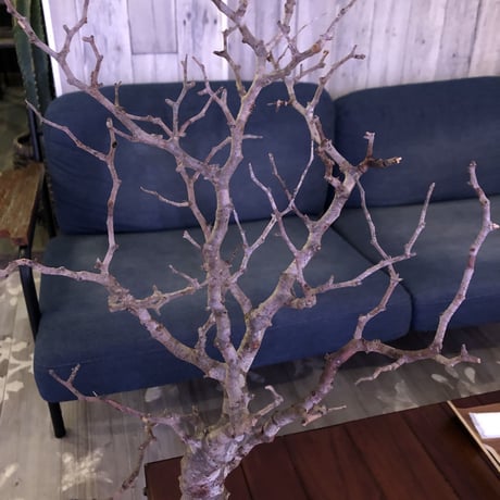 commiphora   monstrosa《 L  L size》未発根株