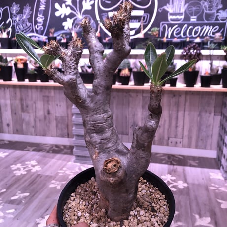 packypodium   enigmaticum《L size》※単頭株  発根済み株   標準肌