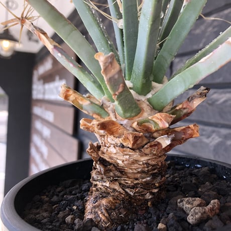 leuchtenbergia  principis 晃山《LL size》大株※現地球株発根済※極太幹を持ち年代物なため極めてワイルドな一株‼︎※mad black bowl pot植え