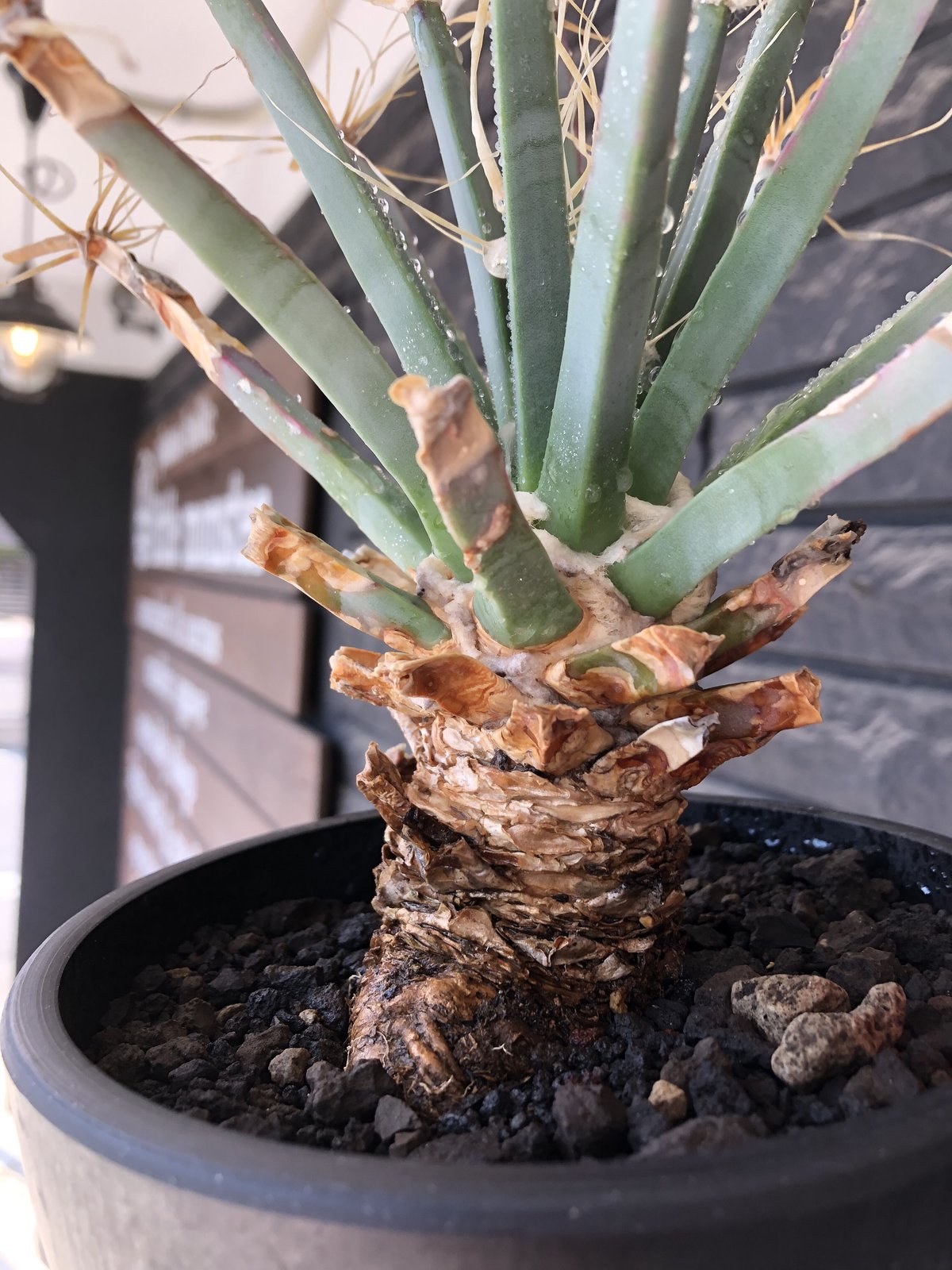 leuchtenbergia principis 晃山《LL size》大株※現地球株発根済 leuchtenbergia principis 晃山《LL size》大株※現地球株発根済