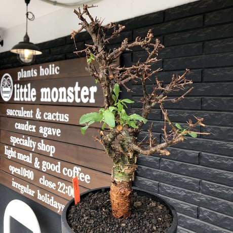 commiphora  eminii《L size》※現地球発根後店主国内管理3年株※渋く大変wildな棘&枝振りが堪らない良樹形な佇まい‼︎※mad black bowl pot植え