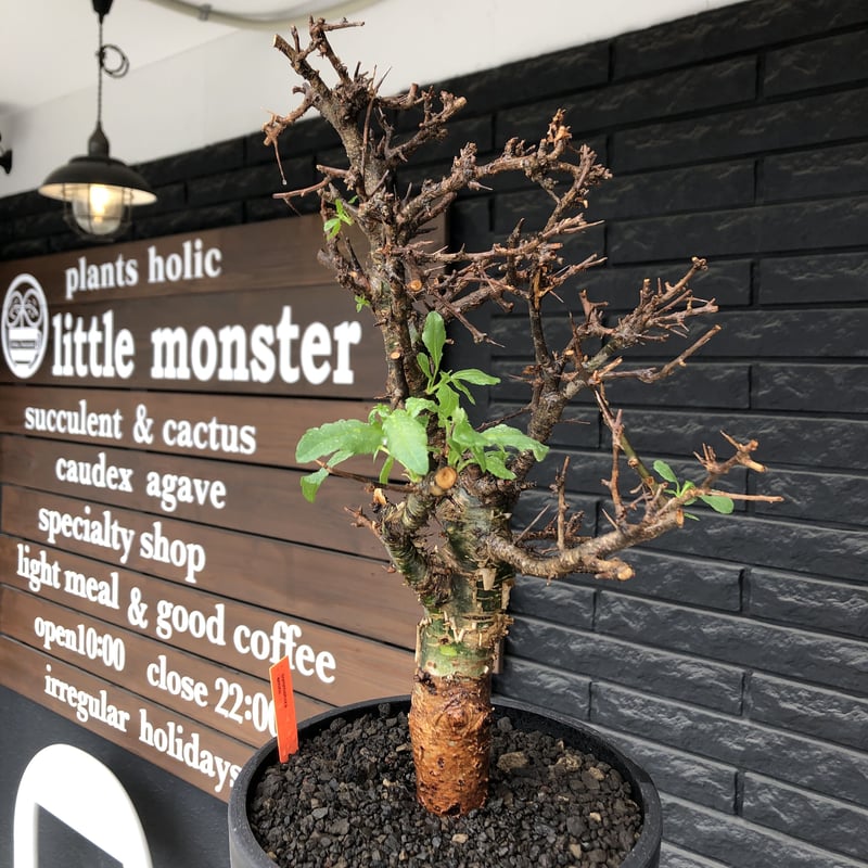 commiphora eminii《L size》※現地球発根後店主国内管理3年株※渋く大変
