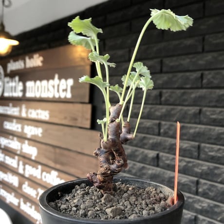 pelargonium  mirabile《大きめS size》※現地球店主国内管理4年株※愛おしく堪らないと感じる冬型の人気者※mad black pot植え