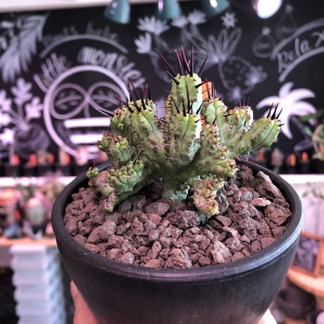 euphorbia enopla《M size》希少モンスト株※鋭い黒棘にこの丈ながらwildな躍動感とweightも低くbalance良きモンスト株‼︎※mad black bowl pot植え