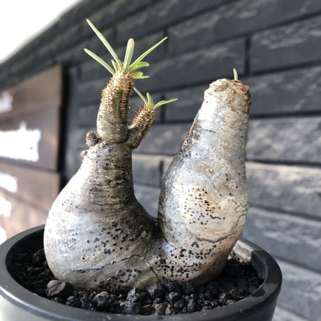 pachypodium gracilius《大きめS size》w-he'd株※現地球発根後店主国内管理3年株※weight低く丸みも強き良樹形株※mad black pot植え
