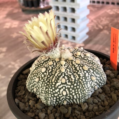 astrophytum asterias var.偏平super 兜《L size》大変大きくそして白い‼︎希少偏平super兜‼︎　※店主国内管理７年株  ※mad black pot植え
