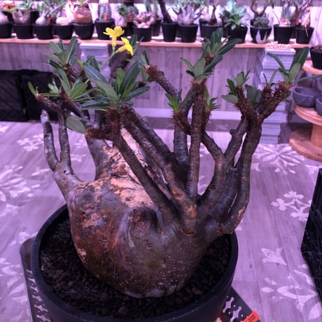 packypodium  gracilius《XL size》大株※現地球発根後店主国内管理7年株※大変big且つ激枝振り＆現地焼けbody※mad black bowl pot植え