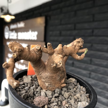euphorbia  itremensis 《L size》※現地球発根済株※店主国内管理3年株※weight低くロボットみたく枝を伸ばし身体中ボコボコ芽吹き装も変形※mad black pot植え
