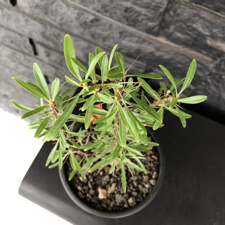 fouquieria  purpusii《大きめM size》希少大きめ株※現地球発根済株※株元大きめのbalance＆肌質＆特化した美しい柄‼︎オススメ株※mad black pot植え