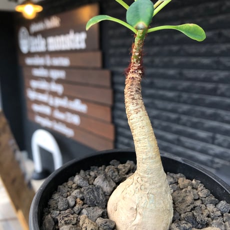 euphorbia ramena《M size》※現地球株発根済※ぽっこり丸み強き株元＆絶妙に捻くれた枝振りバランスが愛らしいラメナ※black bowl pot植え