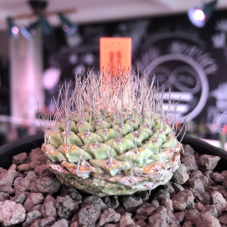 strombocactus 菊水《M size》希少‼︎現地球発根済株※店主国内管理8年株※激希少株の上、美しい樹形で堪らない良きサイズ感‼︎※mad black bowl pot植え