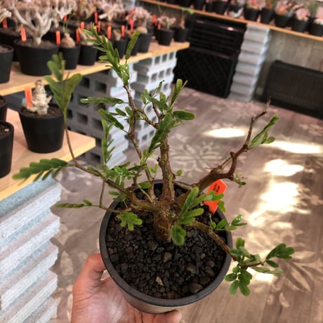 senna  meridionalis《 小さめM size》※現地球発根済株※大変幹の色が濃く、特化した肌質のセンナ‼︎上品＆綺麗な逆になきサイズ感‼︎※オススメ株※mad black pot植え