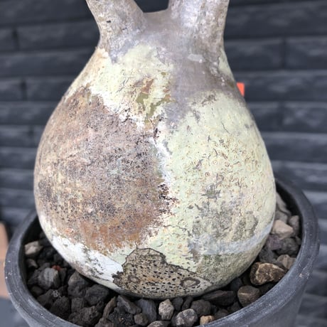 pachypodium  gracilius《小さめL size》最高balance株※現地球発根後店主国内管理4年株※極balance良くズバ抜けたカラーの持ち主※mad black pot植え